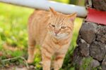 黄色狸花猫