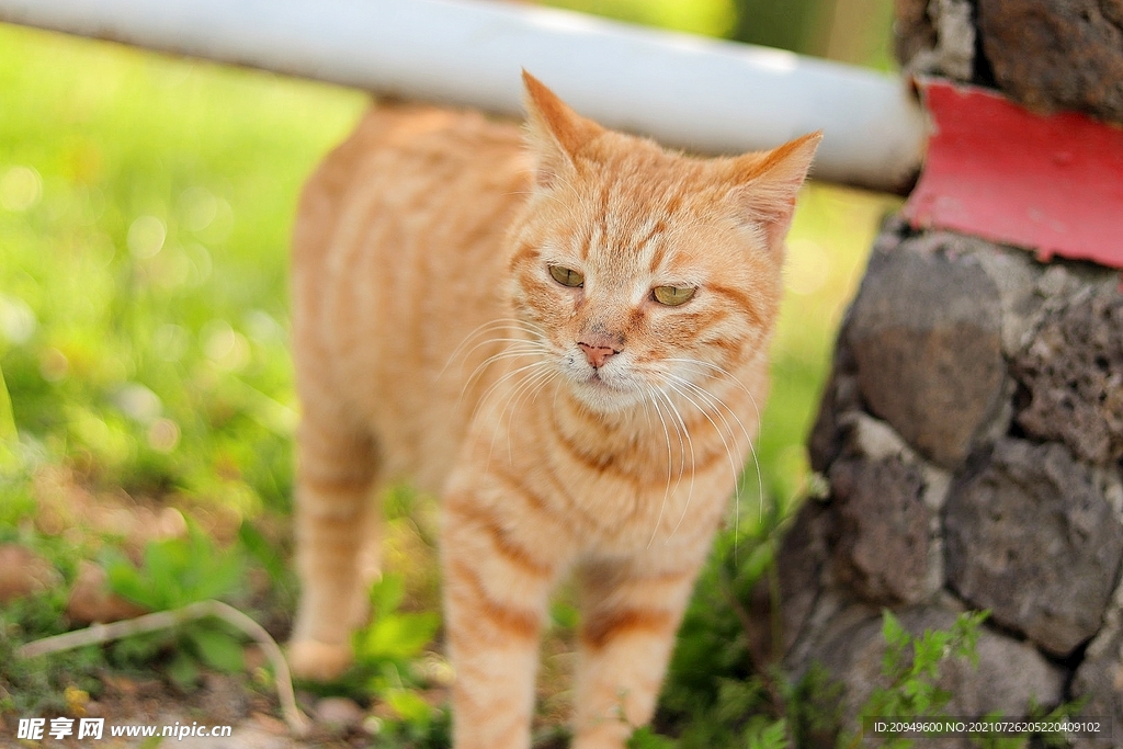 黄色狸花猫