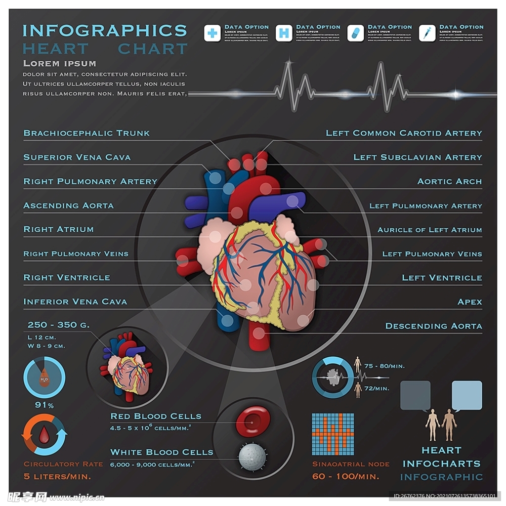 心脏器官信息图