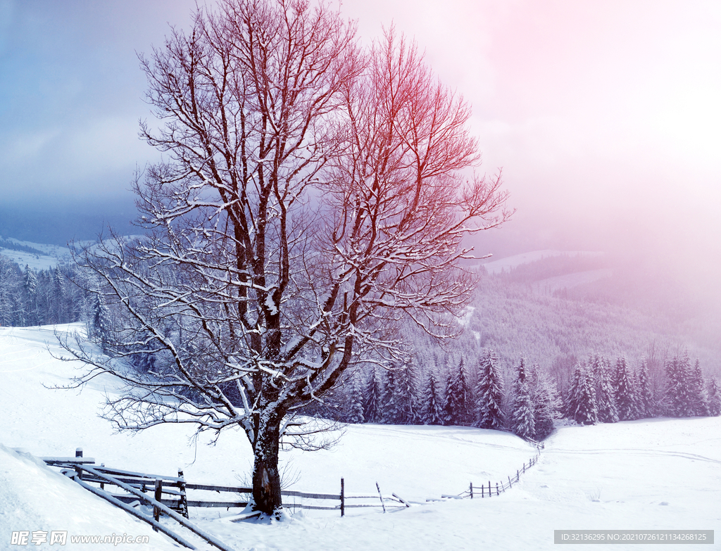 冬季雪景