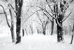 冬季雪景