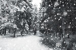 冬季雪景