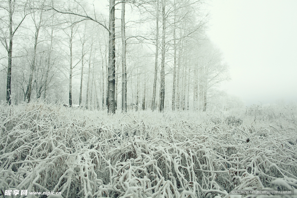 冬季雪景