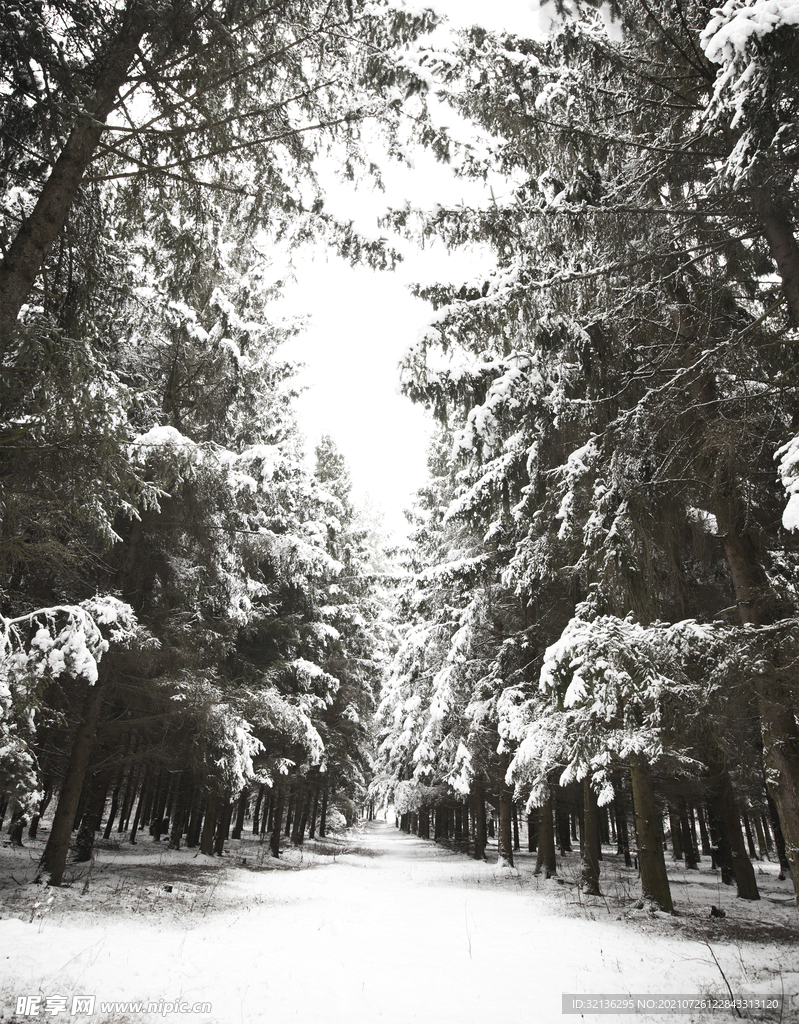 冬季雪景