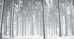 冬季雪景