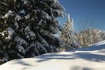 冬季雪景