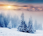 冬季雪景