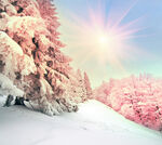 冬季雪景