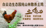 土鸡名片
