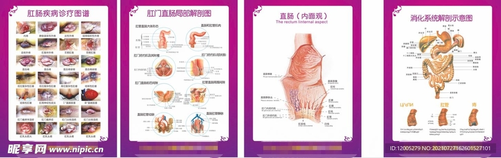 直肠肛肠 消化系统解剖图