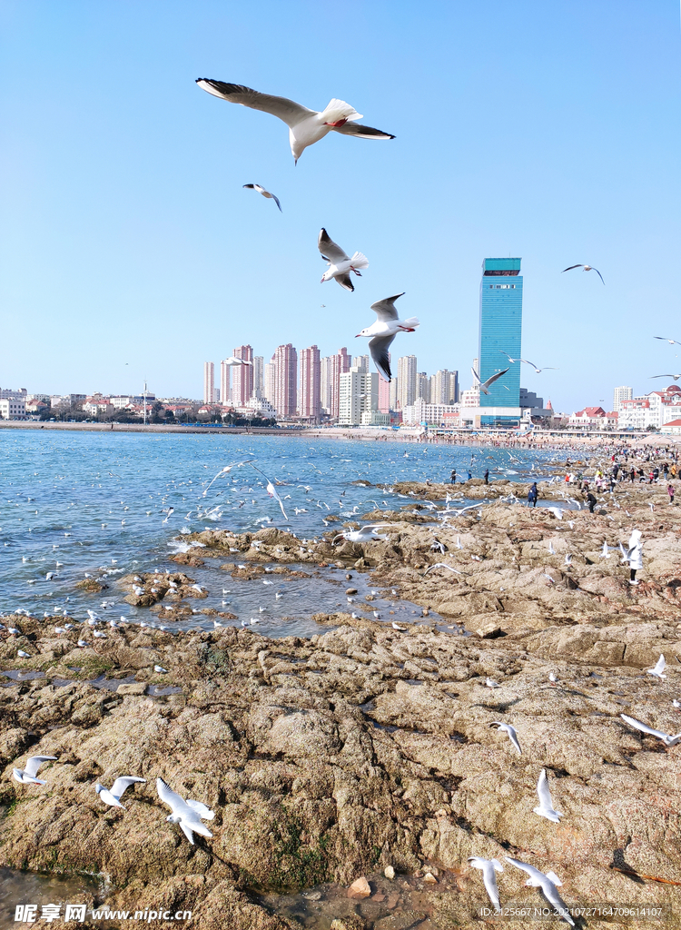 青岛海边海鸥