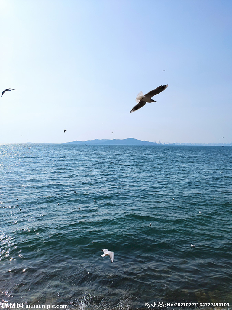 青岛海鸥翱翔大海摄影