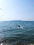 青岛大海海鸥