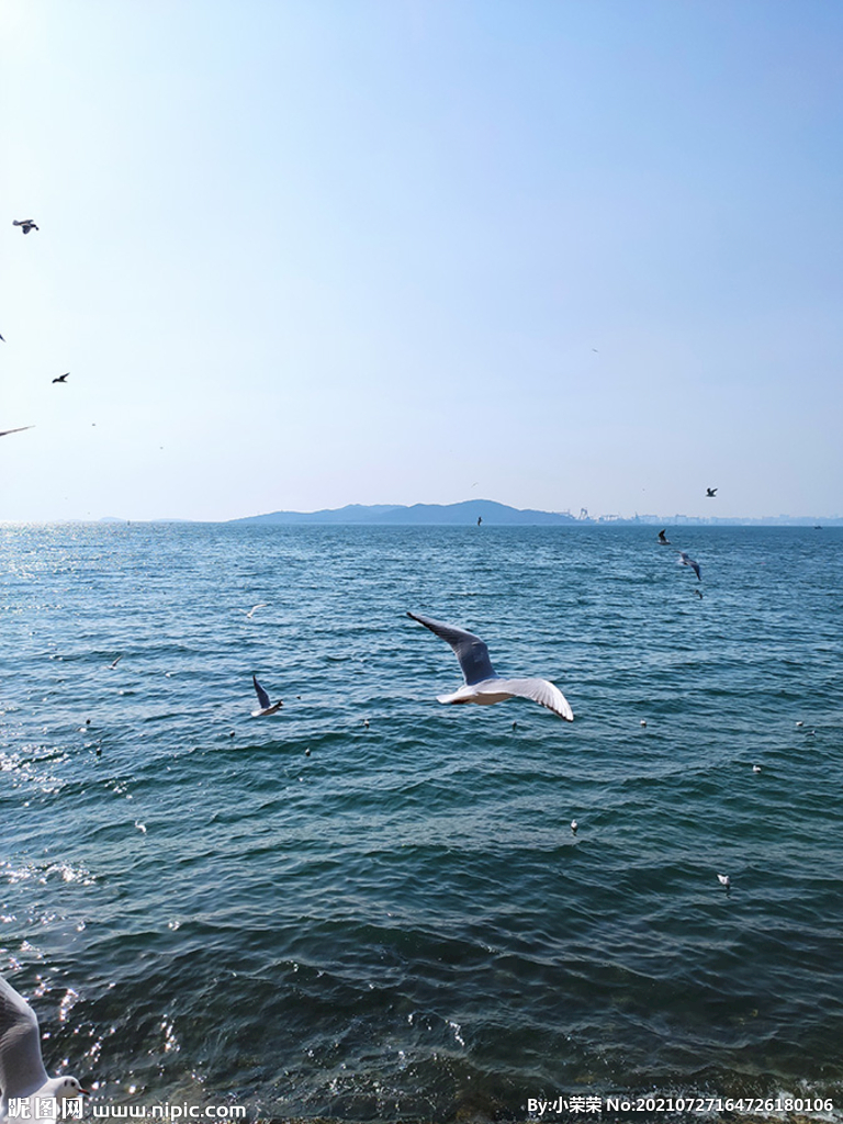 青岛大海海鸥