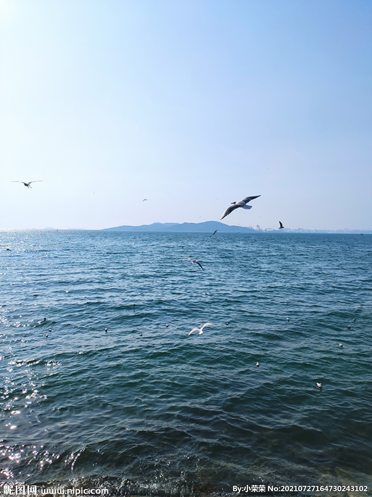 青岛海鸥