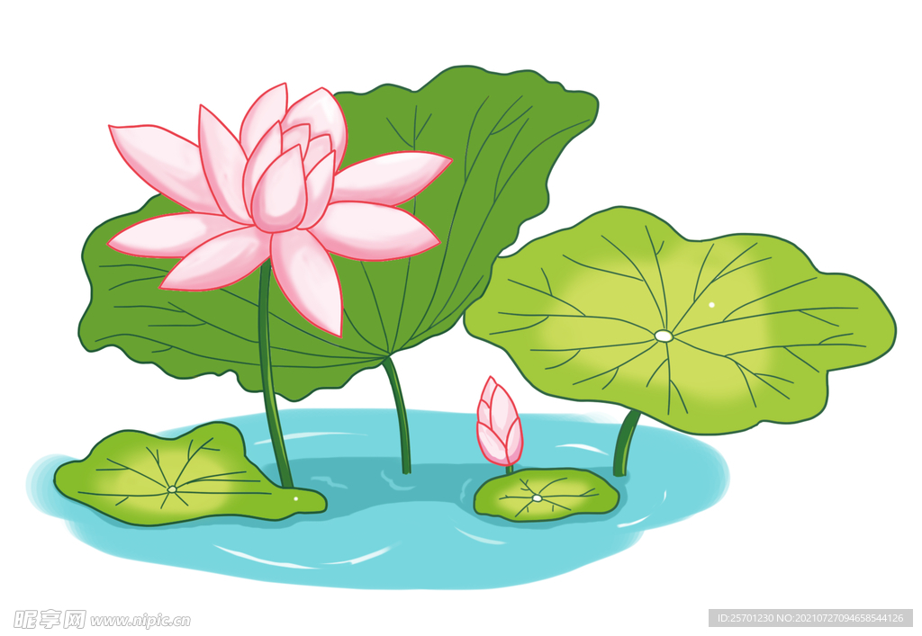荷花 