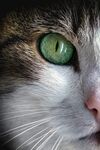 狸花猫