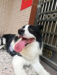 边牧