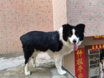 边牧