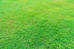 草地