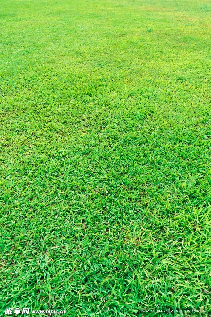 草地