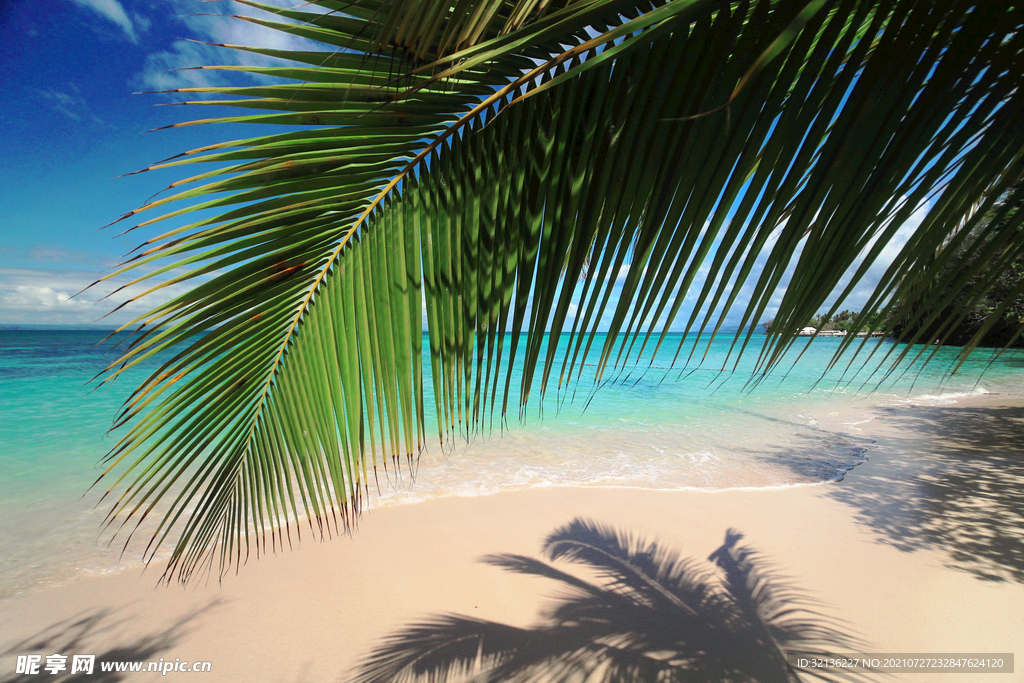 海滩棕榈