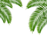 棕榈叶 元素