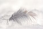 雪地里的羽毛