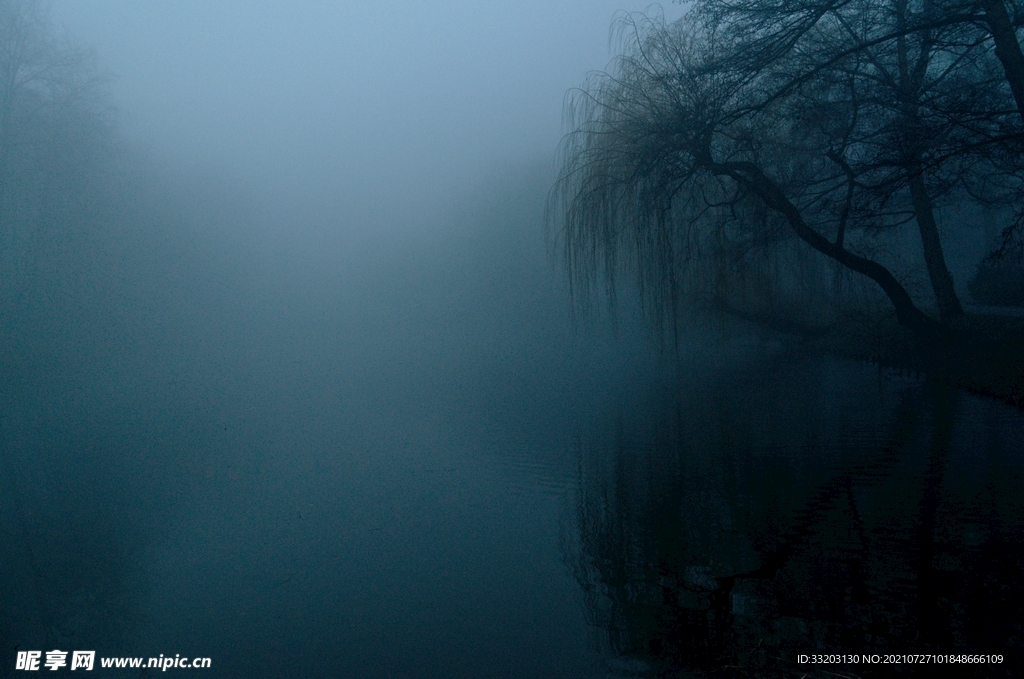 浓雾中的树