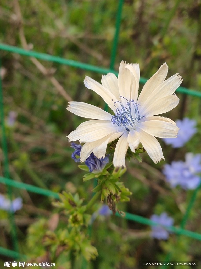 初冬小花