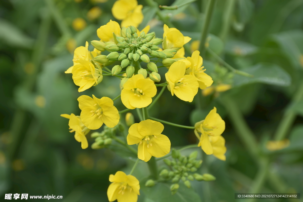 油菜花 高清