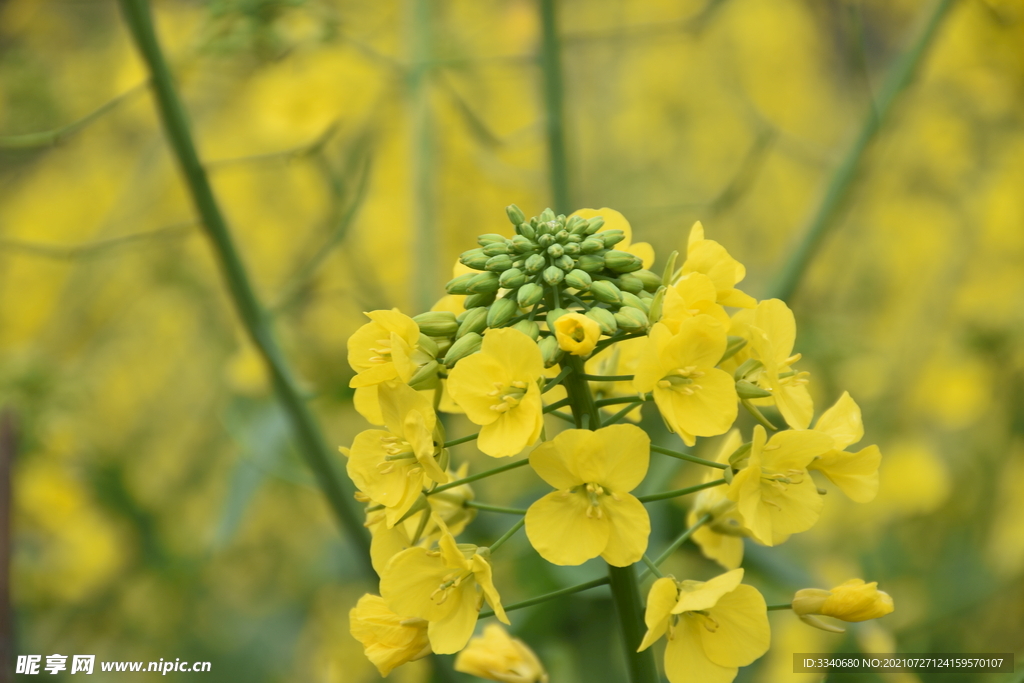 油菜花蜜蜂 特写