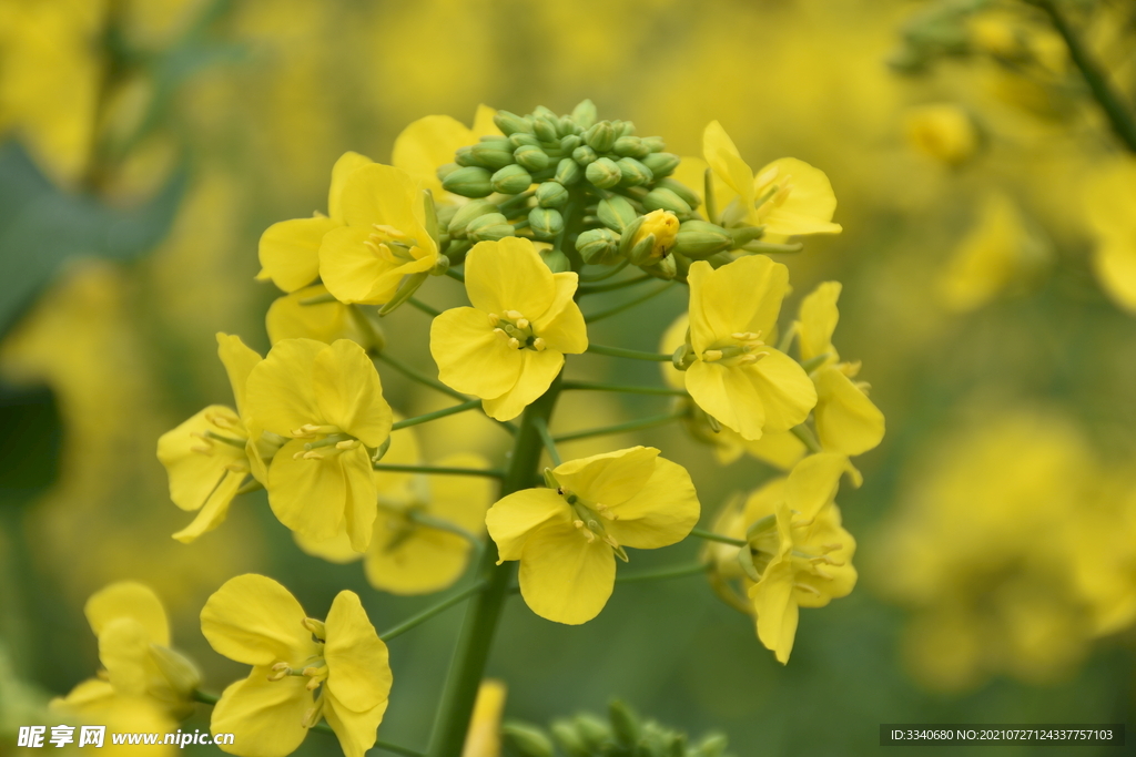 特写油菜花