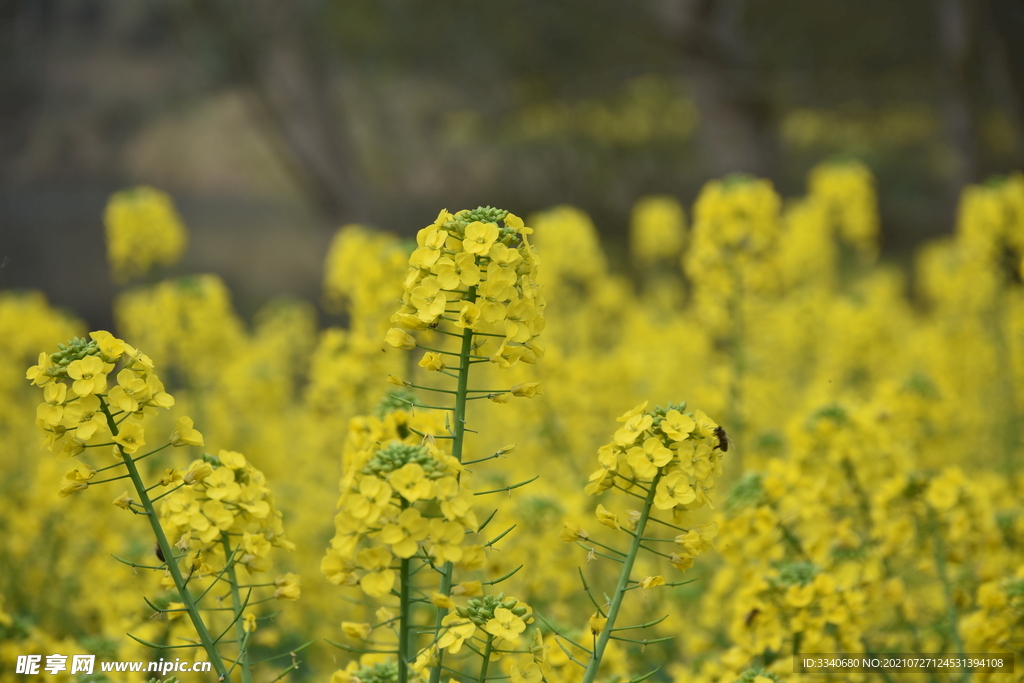 油菜花林