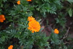 芙蓉花 万寿菊