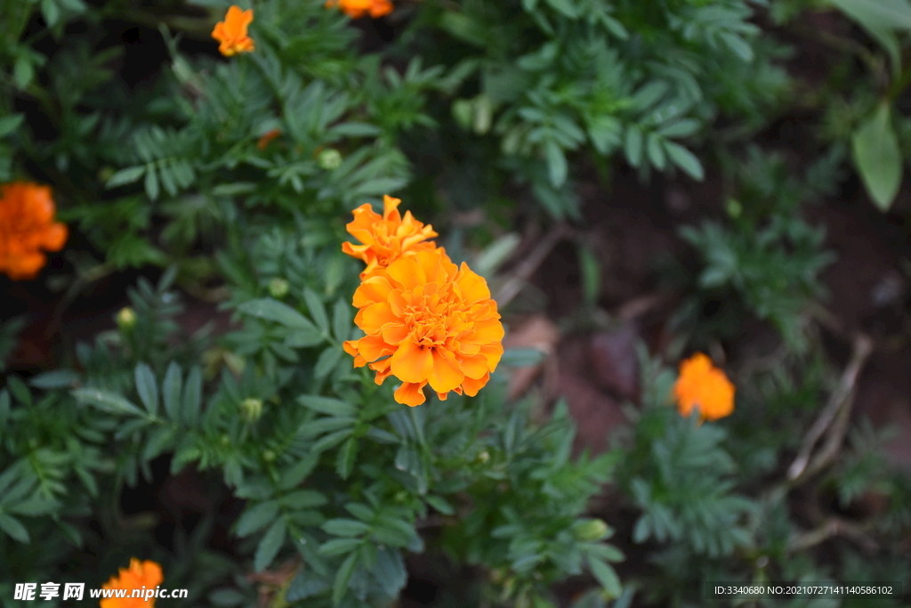 芙蓉花 万寿菊