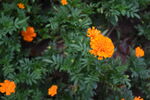 芙蓉花 红色