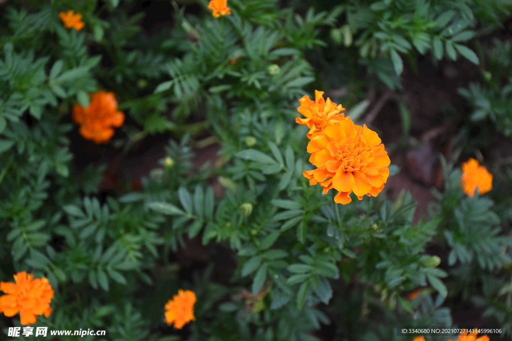 芙蓉花 红色