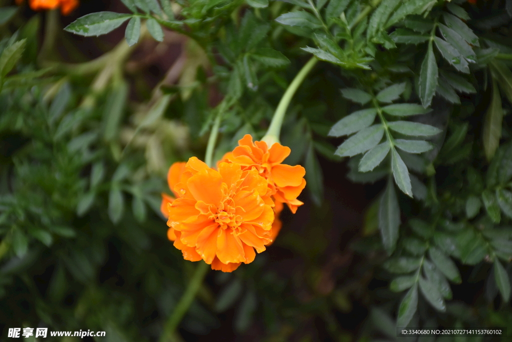 芙蓉花高清