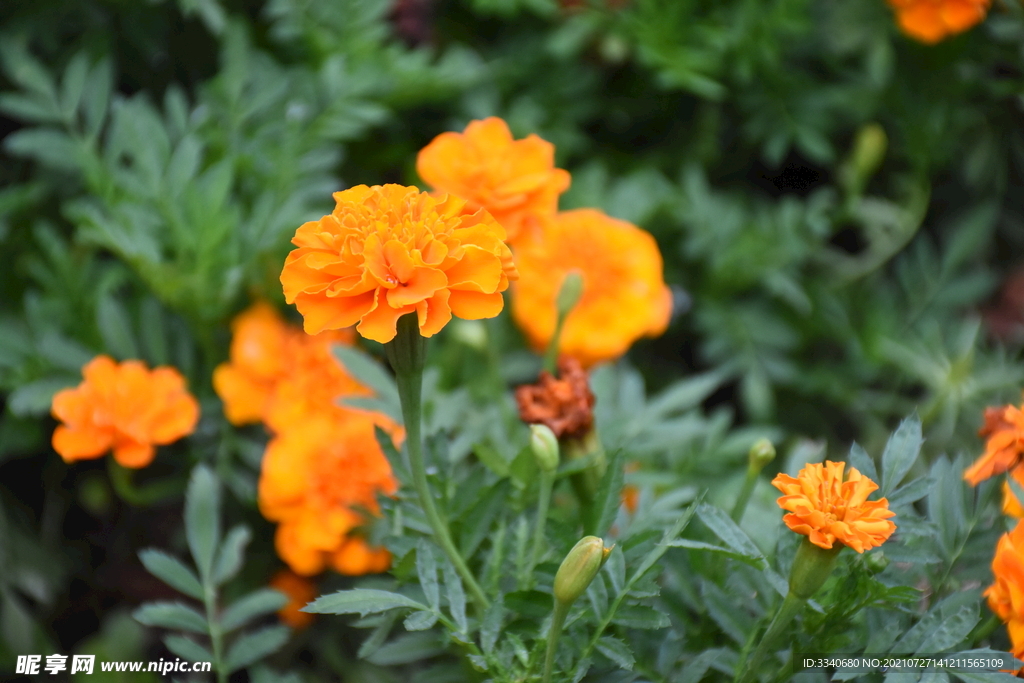 芙蓉花 花群