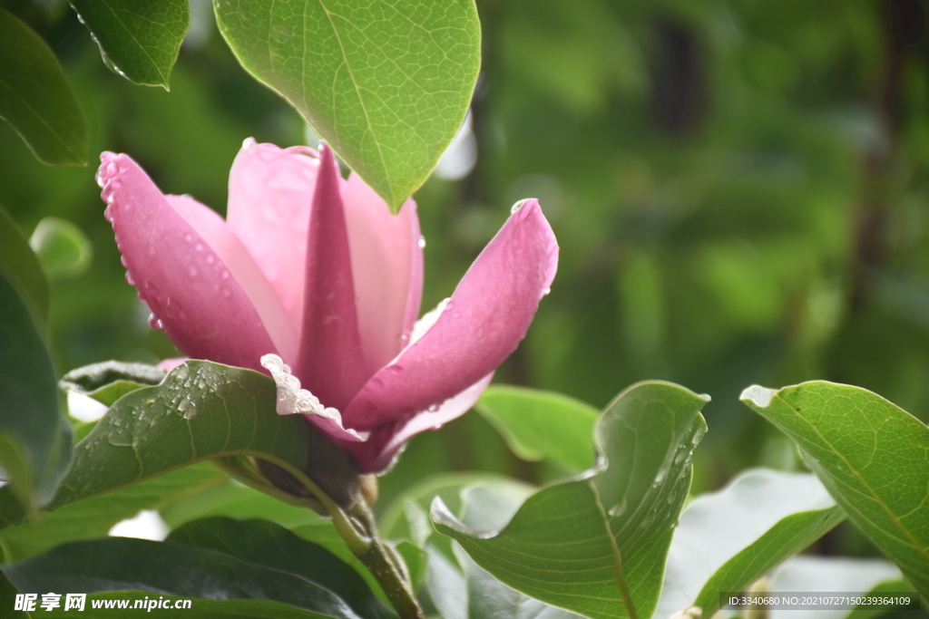 鲜花