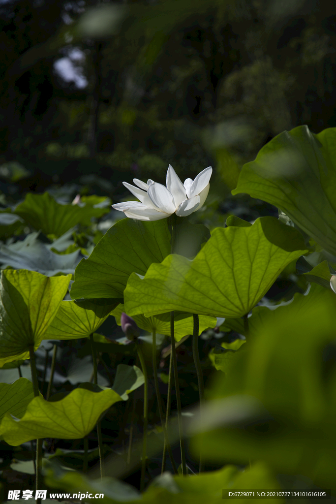 莲花