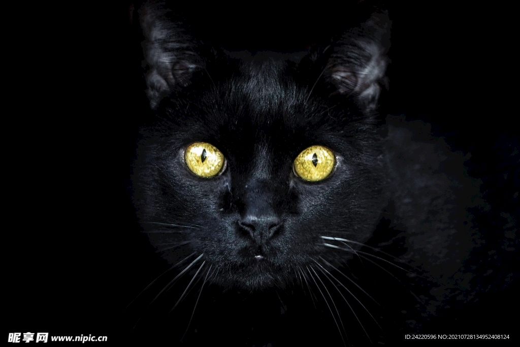 猫