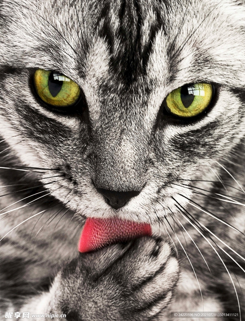 猫