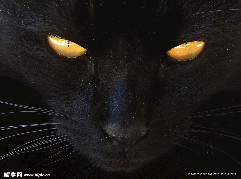 猫