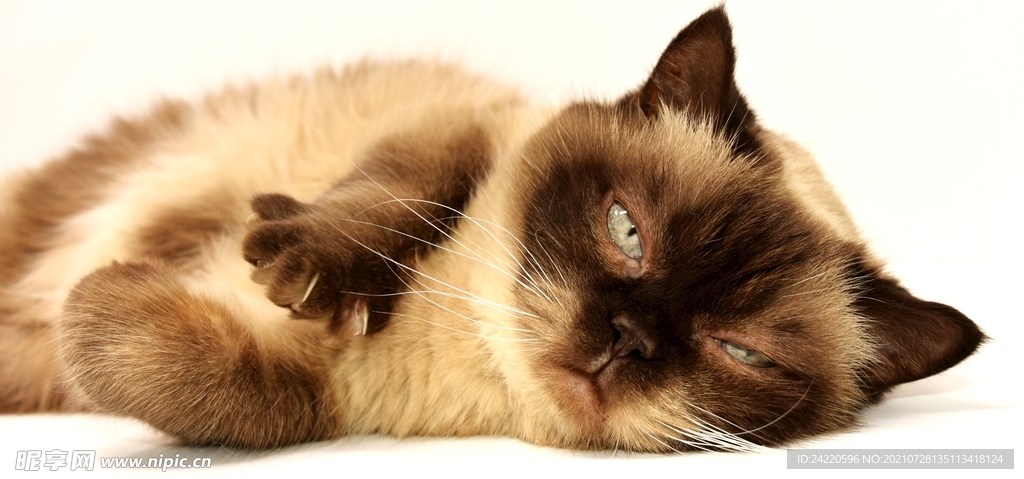 猫