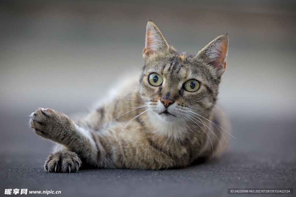 猫