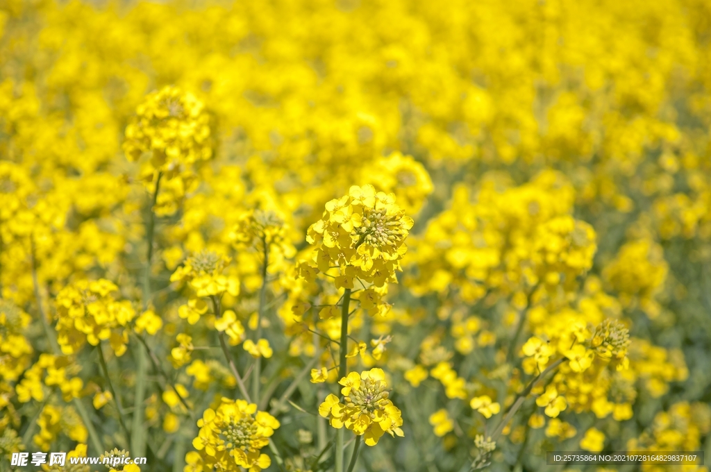 油菜花