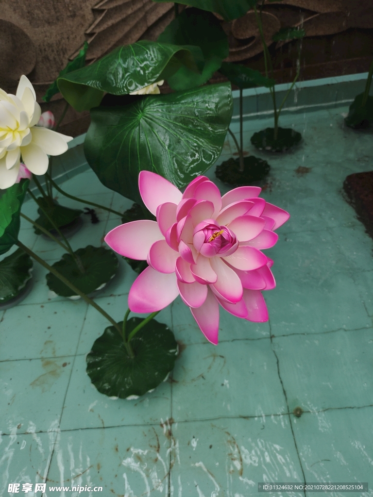 菏花