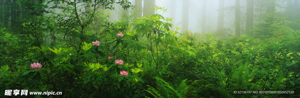 热带雨林